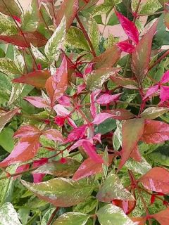 Nandina domestica Red Light - Bambou sacré nain (Arbustes) Nandina domestica Red Light - Bambou sacré nain (Arbustes)