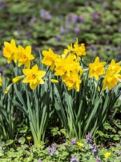 Narcisse Dutch Master