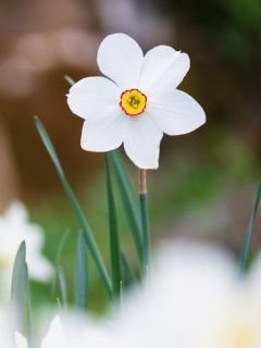 Narcisse des poètes 'Actaea'