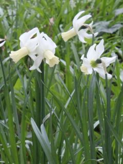 Narcisse Triandrus Lemon Drops