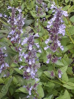 Nepeta subsessilis - Chataire subsessile 