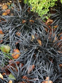 Ophiopogon planiscapus Black Dragon