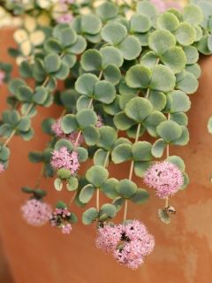 Sedum sieboldii - Orpin