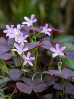 Oxalis triangularis - Trèfle pourpre