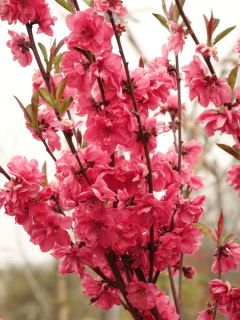 Pêcher d'ornement 'Taoflora Red'
