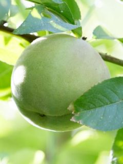 Pêcher nain Ice Peach 