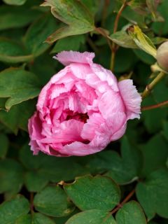 Paeonia 'Itoh Hillary' - souche de 3 à 5 yeux