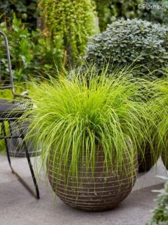 Pennisetum alopecuroides Lumen Gold - Herbe aux écouvillons