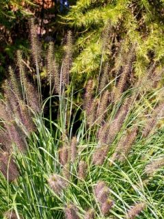 Pennisetum alopecuroides Red Head - Herbe aux écouvillons
