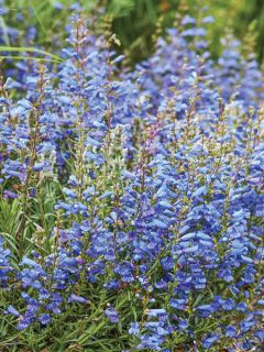 Galane 'Blue Spring'