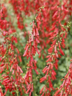 Galane 'Coccineus'