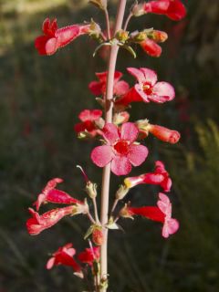 Galane 'Coccineus'