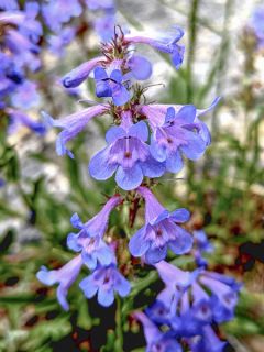 Penstemon white bedder