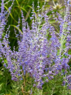 Sauge d'Afghanistan 'Blue Spire'