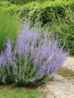 Perovskia atriplicifolia Blue Steel - Sauge russe en pot de 2/3 L