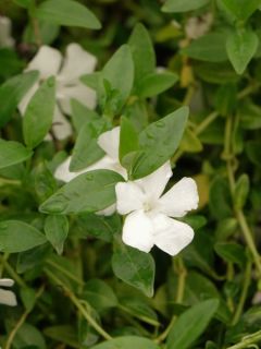 Petite pervenche 'Gertrude Jekyll'