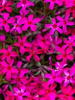 Phlox mousse Atropurpurea - Phlox subulata