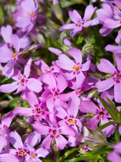 Phlox subulata McDaniel's Cushion - Phlox mousse