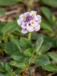 Phyla nodiflora var. canescens - Lippia nodiflora