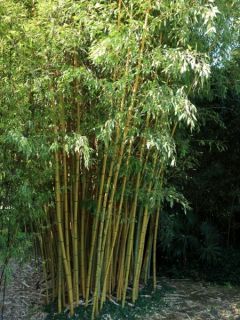 Phyllostachys nigra Boryana - Bambou g&eacute;ant