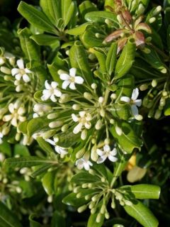 Pittosporum heterophyllum - Oranger de Chine