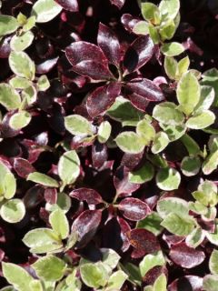Pittosporum tenuifolium Bannow Bay - Pittosporum à petites feuilles