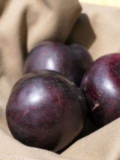 Pluot® Purple Candy® - Prunus Pluot
