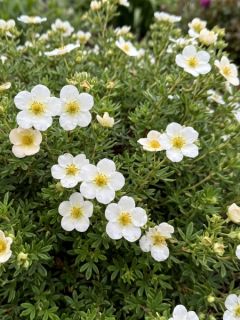 Potentille arbustive Creme brul&eacute;e - Potentilla fruticosa
