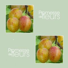 Prunier Mirabelle de Metz Prunier Mirabelle de Metz