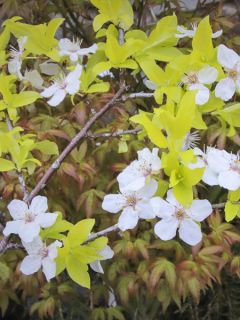 Cerisier à fleurs, Prunier myrobolan 'Zloty Oblok' Cerisier à fleurs, Prunier myrobolan 'Zloty Oblok'