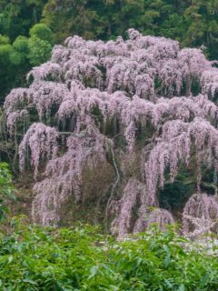 Cerisier du Japon 'Pendula'