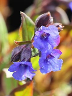 Pulmonaire 'Blue Ensign'