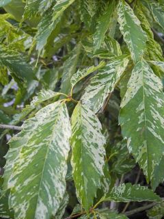 Chêne du Japon 'Ishii' Chêne du Japon 'Ishii'