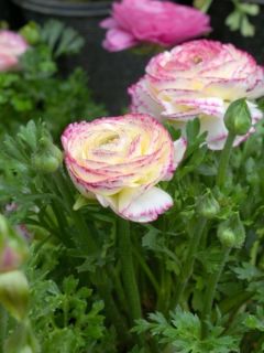 Renoncule fleur double blanc bord strié - Ranunculus asiaticus