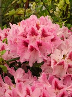 Rhododendron  'Cosmopolitan'