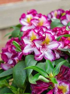 Rhododendron Happydendron&reg; Pushy Purple