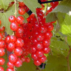 Groseillier 'Rosetta' Groseillier 'Rosetta'