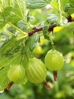 Groseillier à maquereau 'Mr Green'