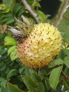 Rosier botanique 'Lampion'