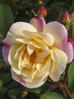 Rosier arbustif Dinky