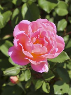 Rosier arbustif Rouge Meillandécor