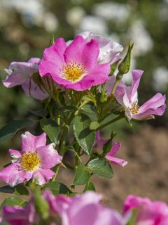 Rosier &agrave; fleurs group&eacute;es La Sevillana