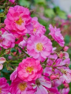 Rosier Bee's Paradise ® Pink 