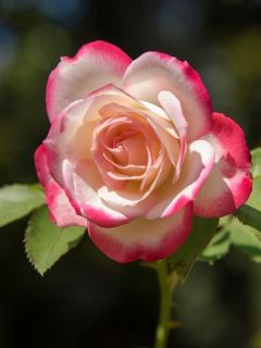 Rosier Jubil&eacute; du Prince de Monaco