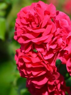 Rosier SANS CONTRAINTES® Toscana®