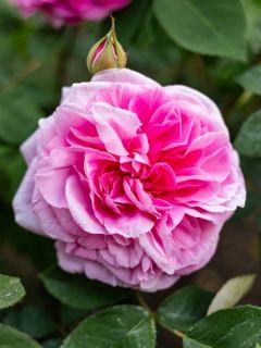 Rosier Tige David Austin Gertrude Jekyll