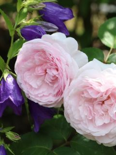 Rosier Tige David Austin Olivia Rose Austin