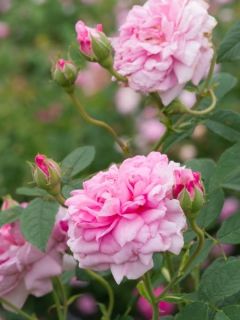 Rosier ancien de Damas Ispahan (Pompon des Princes)