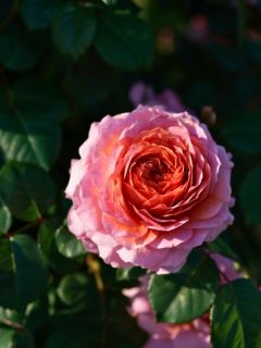 Rosier buisson Eisvogel 