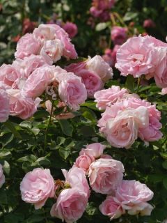 Rosier de Damas - Rosa (x) damascena